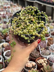 Senecio rowleyanus (colar de pérolas)