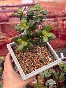 Crassula ovata (Jade) bonsai