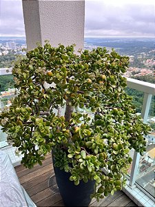 Crassula ovata (Jade) bonsai