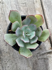 Echeveria ‘alex’