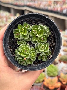 Crassula ‘dorothy’