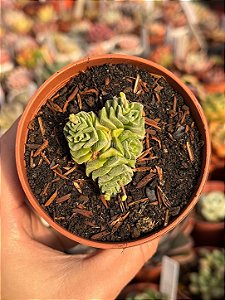 Crassula ‘dorothy’