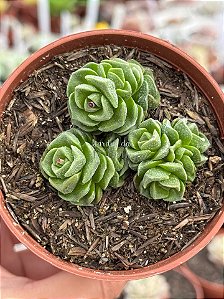 Crassula ‘dorothy’
