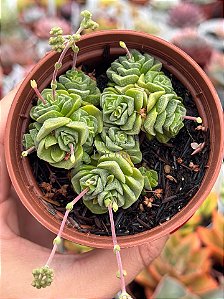 Crassula ‘dorothy’
