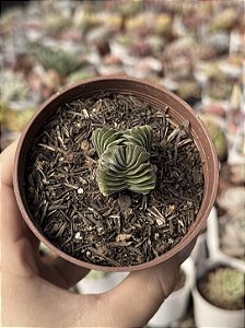 Crassula buddha’s temple