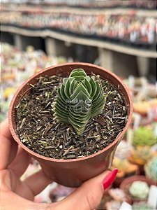 Crassula buddha’s temple