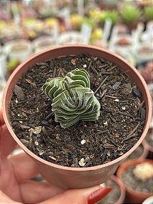 Crassula buddha’s temple
