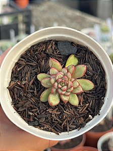 Echeveria diamond heart (novidade)