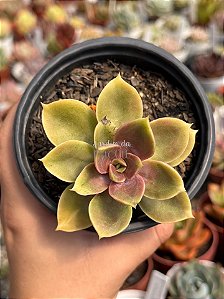Echeveria duchess of nuremberg