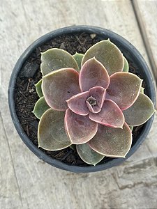 Echeveria duchess of nuremberg