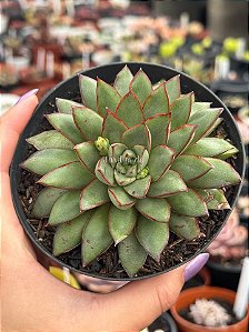 Echeveria mely G