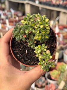 Aeonium lindleyi variegata