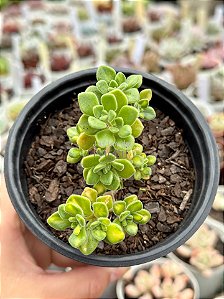 Aeonium lindleyi variegata