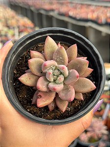 Graptoveria ruby donna
