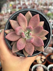 Graptoveria ruby donna