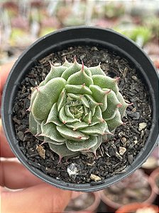 Graptoveria sweet flame