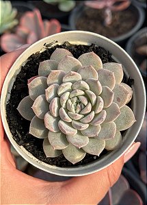 Echeveria raffine