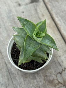 Crassula perforata ‘peonhek pass’