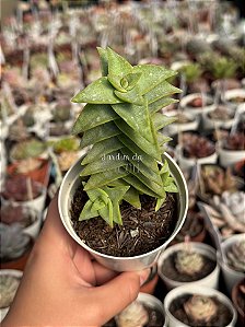 Crassula perforata ‘peonhek pass’