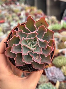 Echeveria suzan