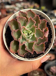 Echeveria suzan