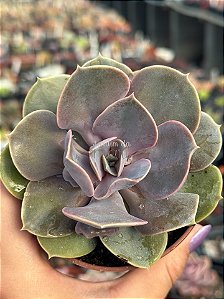 Echeveria valkyrie trumpet