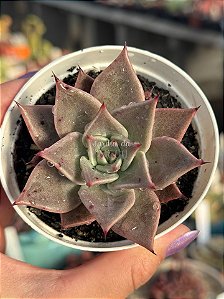 Echeveria enola
