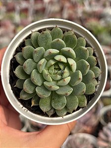 Echeveria dream cluster (korea)