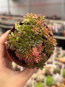 Aeonium sedifolium variegata