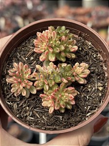 Aeonium Sedifolium variegata