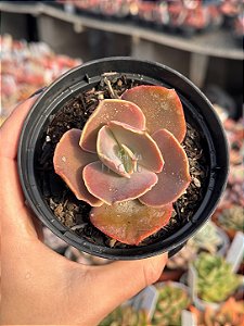Echeveria emperor (importada) carunculas