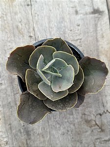 Echeveria emperror