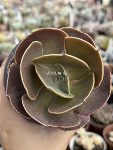 Echeveria emperor (importada) carunculas