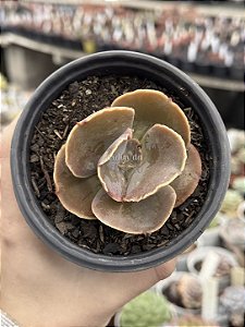 Echeveria emperor (importada) carunculas