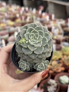 Echeveria tinkerbell