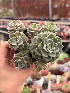 Echeveria tinkerbell