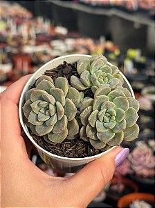Echeveria tinkerbell