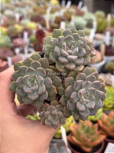Echeveria tinkerbell