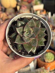 Echeveria monoserotis