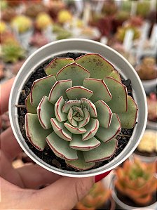Echeveria Strictiflora var. nova