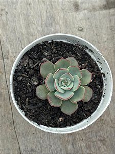 Echeveria Strictiflora var. nova