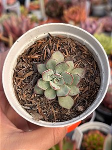 Echeveria strictiflora var. nova