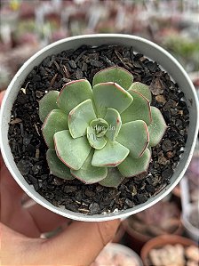 Echeveria Strictiflora var. nova