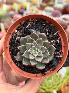 Echeveria costanay