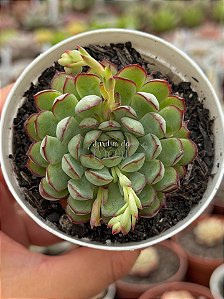 Echeveria dream rose (korea)