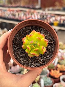 Echeveria red lantern