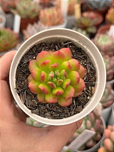 Echeveria red lantern
