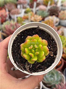 Echeveria red lantern