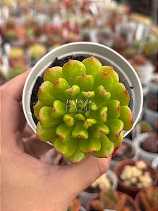 Echeveria red lantern