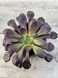 Aeonium zwartkop G